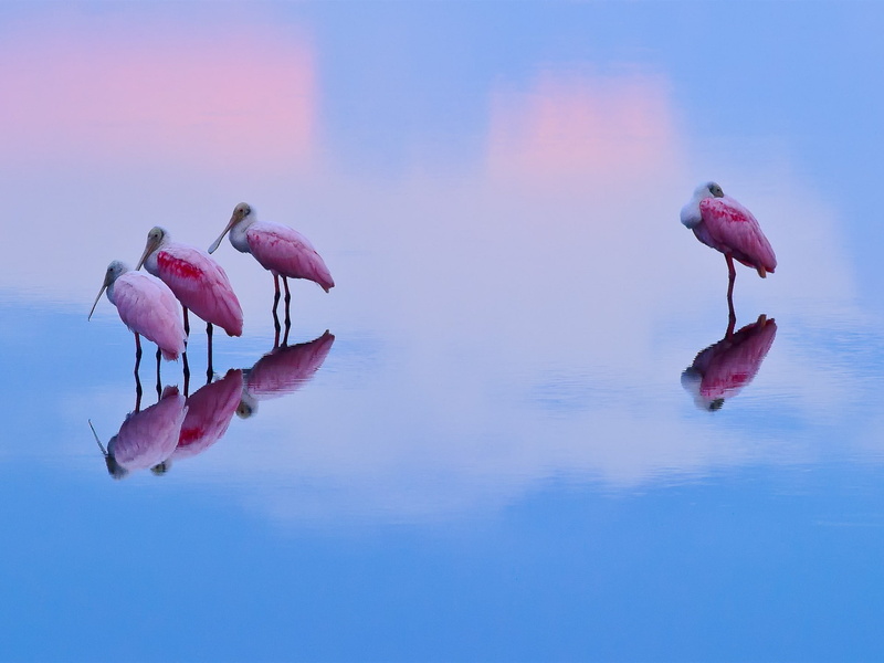 animal themes, close-up, pink, roseate, waterfront, bird, group of animals, flower, purple, floating on water, animal, 1080P, hd, tranquility, photo, beauty in nature
