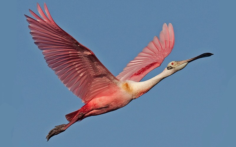 2K, roseate, spoonbill, hd, blue, flight, bird, desktop, beautiful, sky,