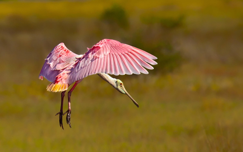 animal, day, pink color, animal wildlife, no people, animals in the wild, spread wings, 2K, roseate, vertebrate, motion, animal body part, outdoors, flying