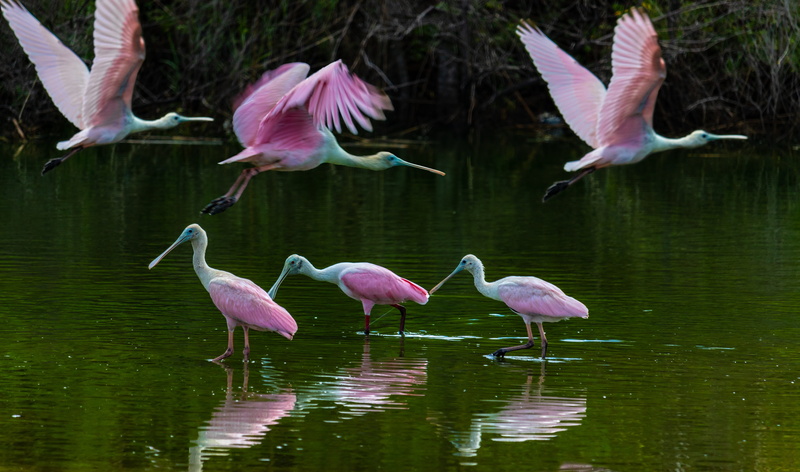 animal, wings, spoonbill, feather, group of animals, feeding, flock of birds, freshwater bird, animal wildlife, animals in the wild, crane, flying, 5K