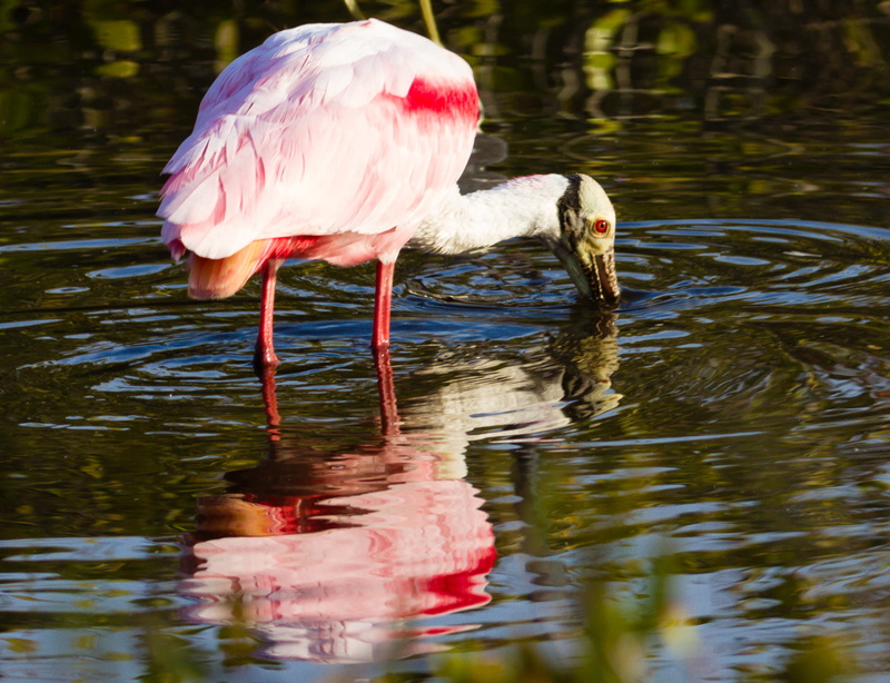 eye, animal head, 1080P, water, florida, reflection, animals in the wild, outdoors, day, nature, shrimping, lake, vertebrate, flamingo, one animal, animal