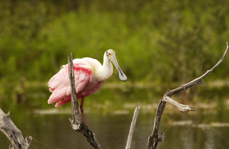 big, animals in the wild, wings, beak, tropical, animal themes, no people, stork, animal body part, tree, 2K, focus on foreground, feeding, bird, profile view