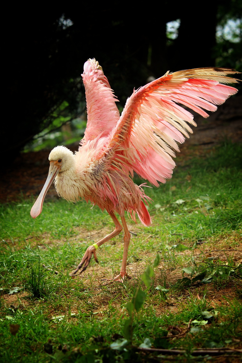 two animals, day, outdoors, vertebrate, no people, water bird, focus on foreground, roseate spoonbill, stilt legs, nature, animal themes, flying, group of animals