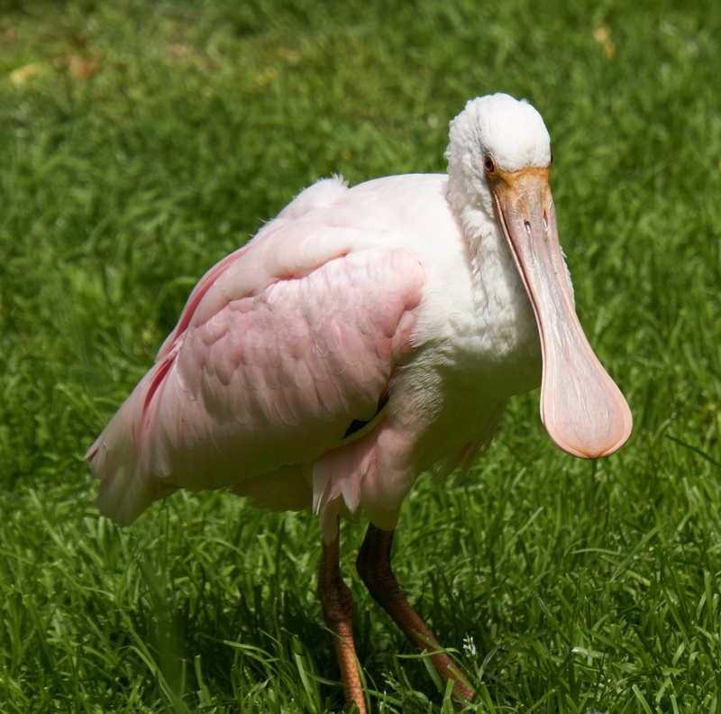 roseate spoonbill, animal head, animal body part, plant, green color, outdoors, grass, nature, focus on foreground, animal world, beak, animal themes, pink color