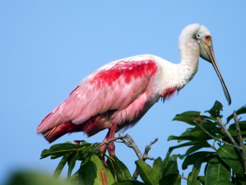 Roseate Spoonbill, Birds, Bird, 720P