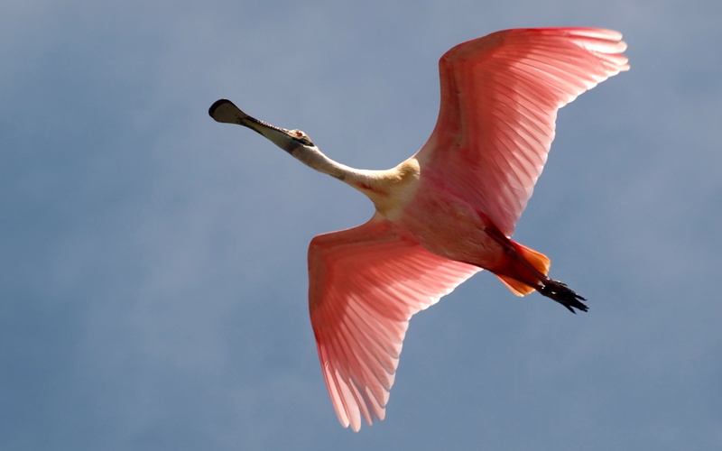 spread, hd, full, roseate, lovely, screen, 2K, feathers, wings, pink, desktop, spoonbill, flying