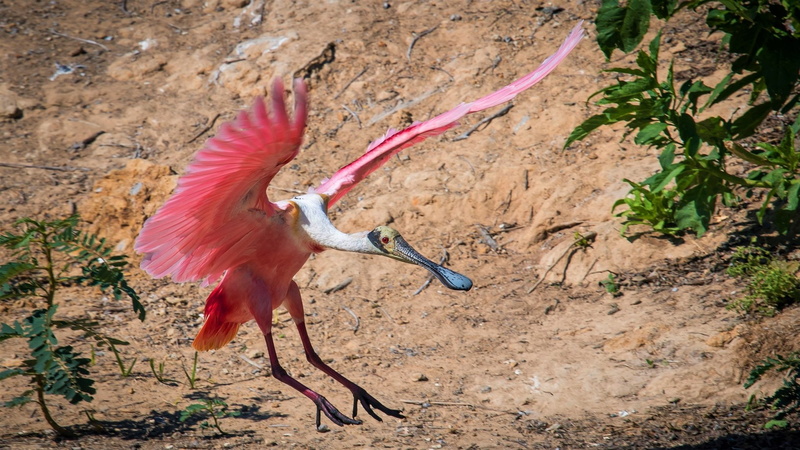 Bird, Birds, 1080P, Roseate Spoonbill, Animal, Wildlife
