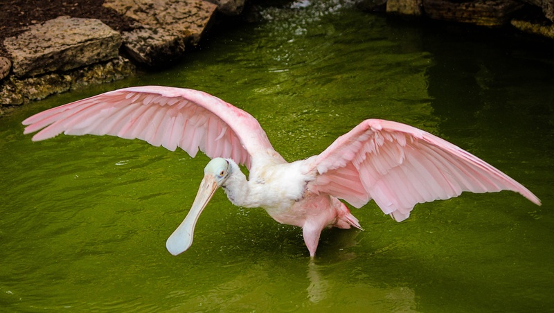 day, wildlife, beak, spoonbill, animal, animal wildlife, animal wing, no people, crane, roseate spoonbill, nature, outdoors, animals in the wild, pink color