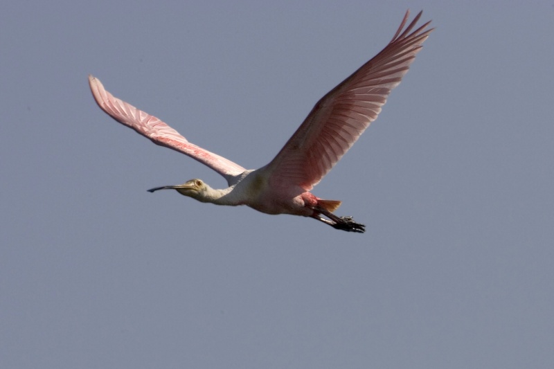 full length, one animal, animals in the wild, wildlife, mid-air, motion, spread wings, animal body part, sky, vertebrate, animal, animal wing, 2K, animal themes