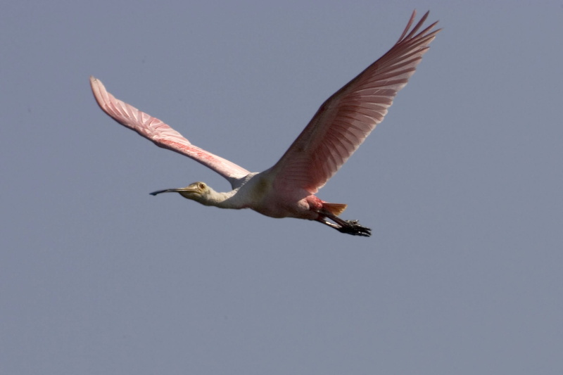 motion, bird, one animal, no people, animals in the wild, animal body part, wild, 2K, roseate, animal wildlife, animal themes, vertebrate, day, flying