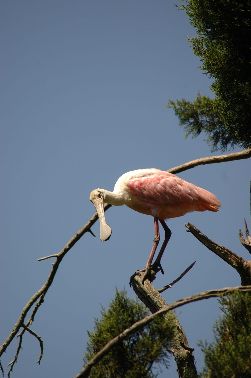 day, spoonbill, plant, animal neck, outdoors, animals in the wild, wild, low angle view, animal wildlife, nature, sky, tree, no people, roseate, growth