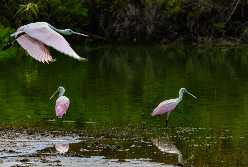 reflection, day, no people, 5K, lake, animals in the wild, water bird, animal wildlife, waterfront, animal themes, wings, vertebrate, bird, roseate spoonbill