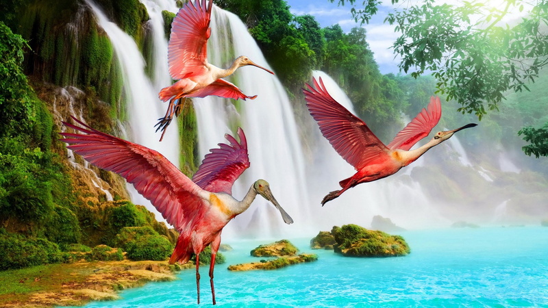 1080P, roseate spoonbill
