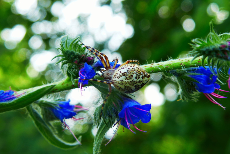 lawn, beauty in nature, flower head, animals, spring, animal, invertebrate, spider oak, animal wing, plant, purple, vulnerability, one animal, color, focus on foreground