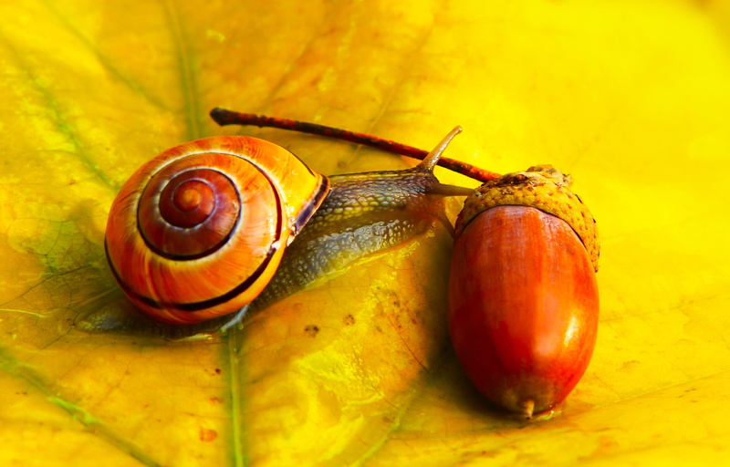 seasons of the year, animals in the wild, autumn, nature, closeup, brzuchonóg, slide, animal wildlife, plant, biology, molluscum, animal themes, leaf, spiral