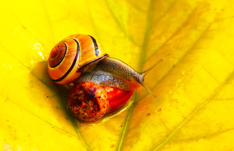autumn, yellow, animal antenna, animals, gastropod, the environment, boredom, animals in the wild, brzuchonóg, snail, animal shell, close-up, animal wildlife