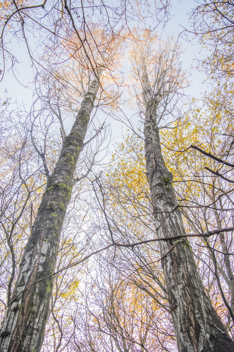 scenics - nature, outdoors, beauty in nature, wood, branch, arbol, withered, madera, tree canopy, tree, brillo, oro, light, day, luz, tranquility, angle