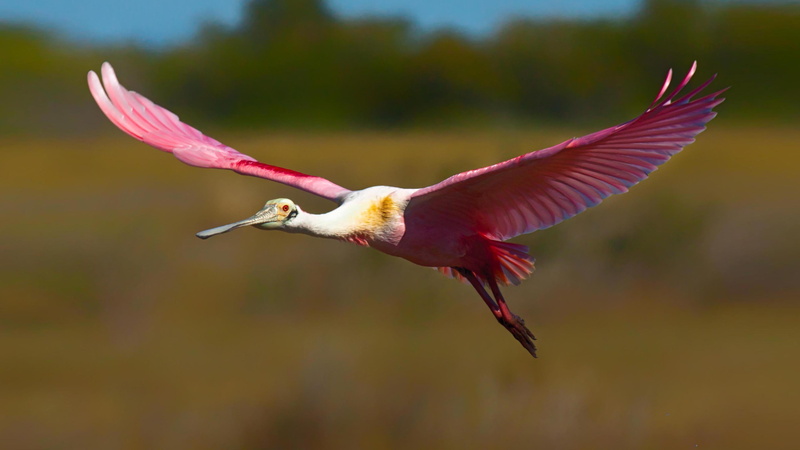 beauty in nature, animal themes, outdoors, flight, side view, roseate, animal wildlife, flapping, no people, close-up, red, spoonbill, bird