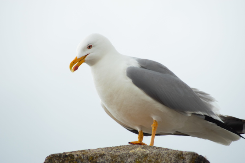 animal wildlife, spain, pajaro, no people, rock, animal themes, bird, day, white color, mar, solid, gaviota, copy space, galicia, vertebrate, seagull, close-up