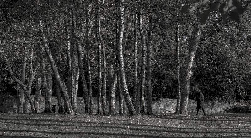 no people, growth, environment, forest, nature, dog, trunk, autumn, vigo, 5K, trees, plant, castrelos, spain, landscape, land, galicia, tree trunk, tree