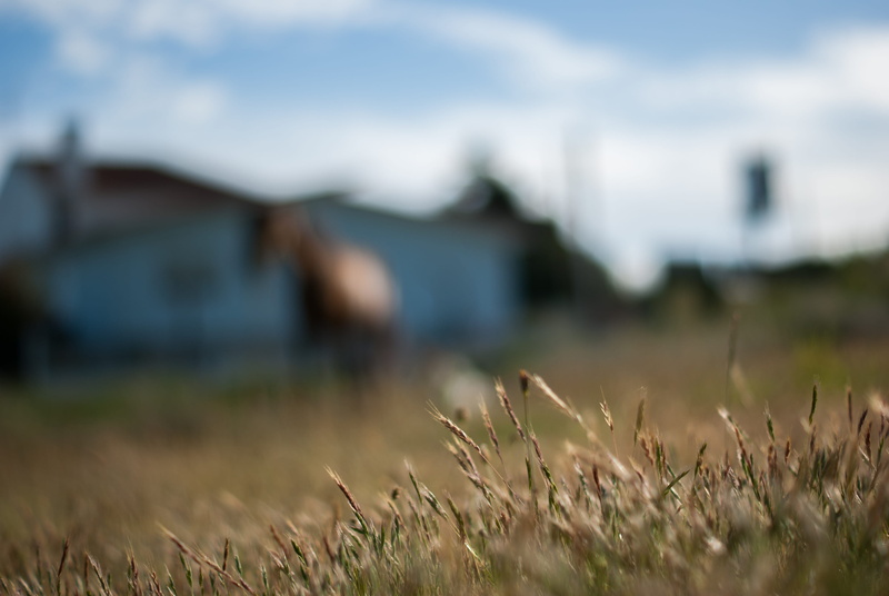 field, growth, landscape, horse, vigo, architecture, land, focus on foreground, no people, wheat, 4K, agriculture, grass, cloud - sky, spain, rural scene