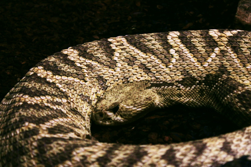 one animal, 4K, animal wildlife, pattern, danger, animal themes, animal body part, escama, natural pattern, vertebrate, zoo, curled up, italy, animal skin