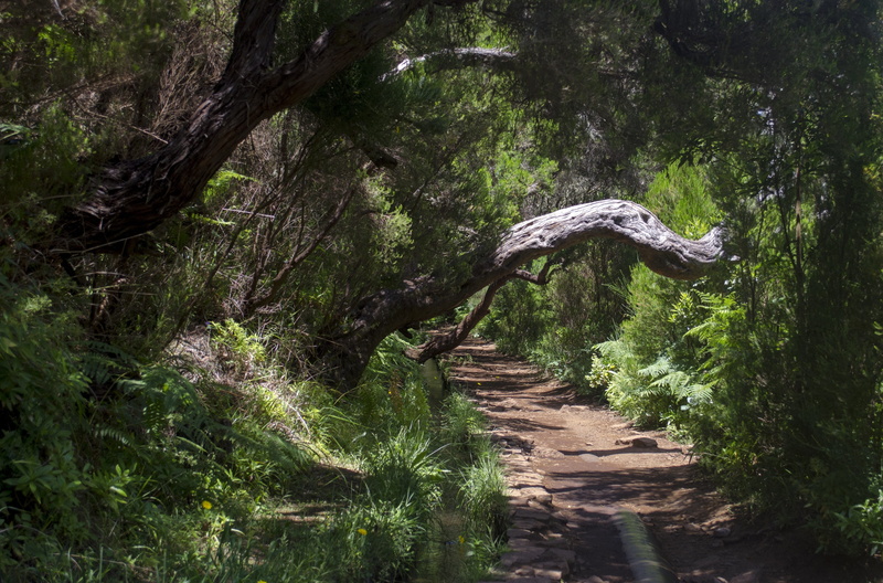 portugal, tranquility, forest, tranquil scene, day, no people, tree, landscape, land, plant, green color, trail, the way forward, footpath, nature, plants
