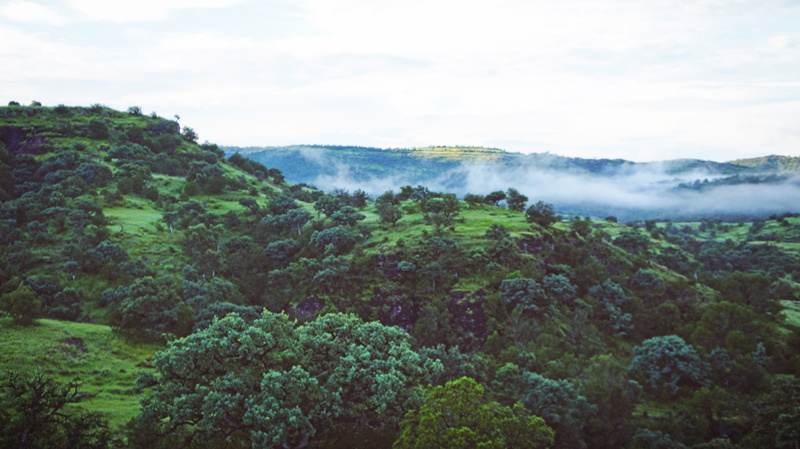 nature, plant, fog, madera, forest, mexico, no people, tranquil scene, trees, land, beauty in nature, 5K, environment, forrest, non-urban scene, sky, rainforest
