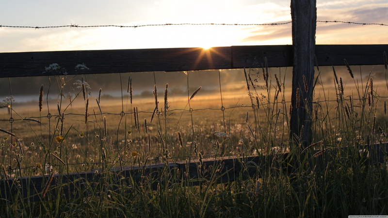 4K, atardecer, wood, landscapes, sunlight, madera