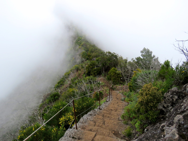 tranquility, tree, mountains, plant, green, landscape, non-urban scene, growth, 4K, hiking trail, stairs, madera, environment, tranquil scene, day, beauty in nature
