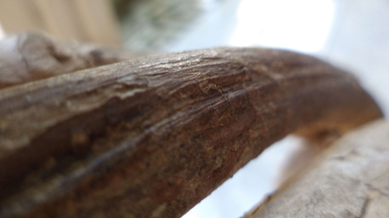 abstract, site, plant, indoors, timber, extreme close-up, wood - material, wood, tree trunk, honduras, nature, tree, material, natural condition, focus on foreground