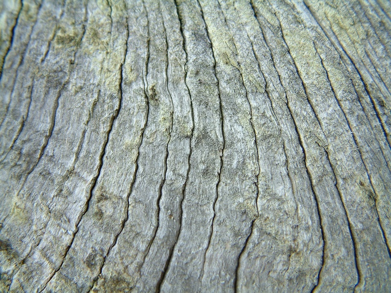 day, bark, pattern, curved, cracked, close-up, textured effect, grey, high angle view, wood, wood grain, gris, textured, madera, weathered, tree trunk