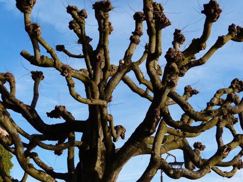 day, succulent plant, nature, branches, beschnitten, plane, tree trunk, wood - material, cactus, tangled, 4K, sky, plant, tranquility, tribe, clear sky