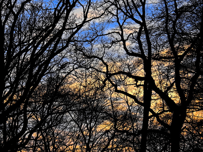 tranquility, tree canopy, sky, tree trunk, 4K, plant, land, Mood, Trees, sunset, full frame, nature, tree, day, bare tree, beauty in nature, no people