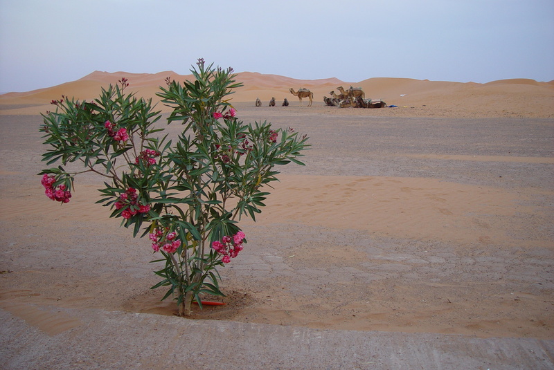 of course, arid climate, desert, non-urban scene, bush, landscape, wilderness, climate, kahl, camels, day, wüstentour, no people, plant, egypt, tranquility