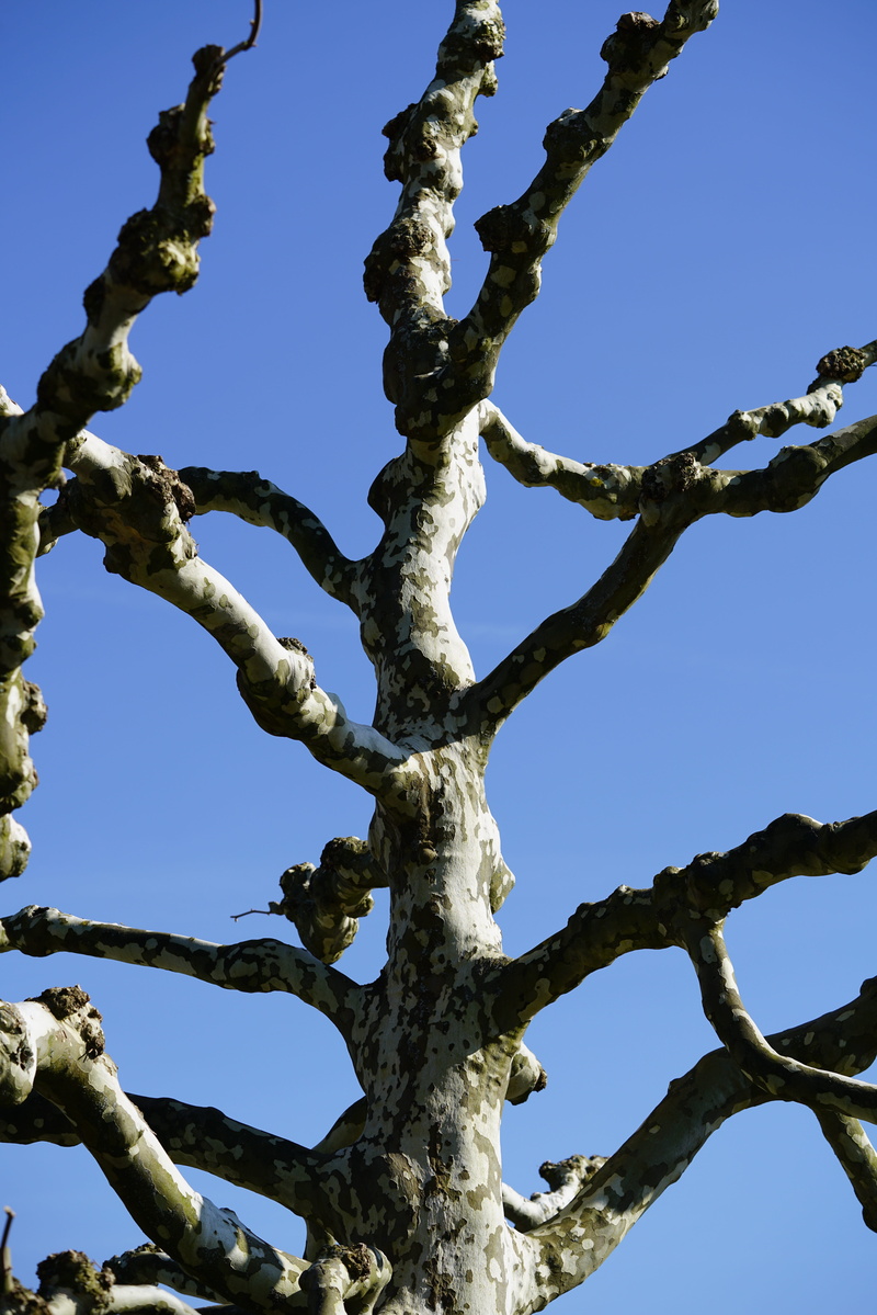growth, branch, branches, tranquility, low angle view, textured, close-up, trunk, plant, no people, blue, outdoors, sunlight, sycamore, backgrounds, sky