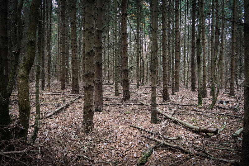 no people, plant, forest, wood, dead wood, autumn, environment, aesthetic, tranquility, landscape, beauty in nature, outdoors, leaves, 5K, growth, remote