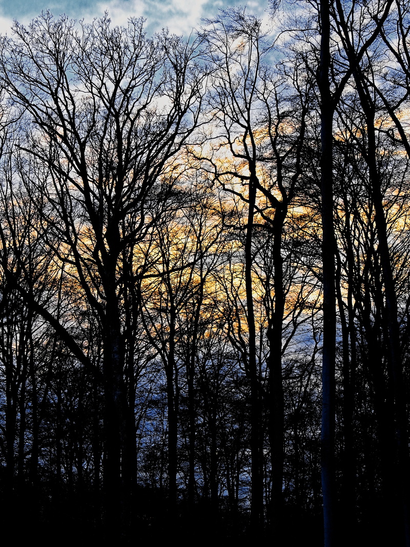 branch, tranquility, sky, Background, winter, beauty in nature, low angle view, outdoors, woodland, Mood, silhouette, tree, land, tranquil scene, branches