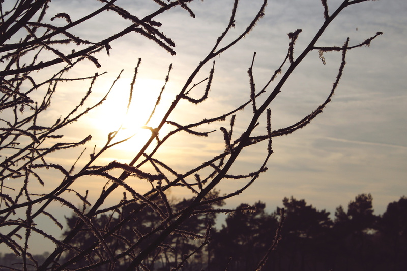 plant, evening sun, outdoors, tree, frozen, focus on foreground, bare tree, scenics - nature, faded, frost, twig, ice, sunset, silhouette, day, sky, seem