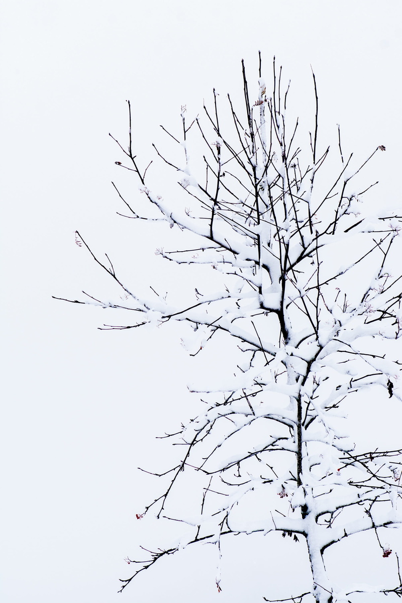 plant, kahl, clear sky, scenics - nature, nature, animal themes, branch, beauty in nature, day, snow, bird, cold temperature, tranquility, karg, winter