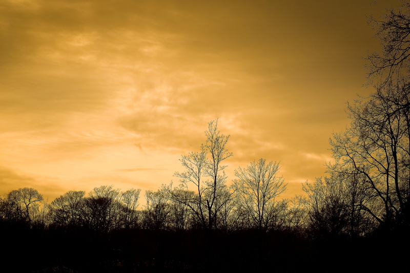 dark, field, orange, landscape, afterglow, dramatic sky, abendstimmung, tranquility, silhouette, bright, outdoors, environment, mood, trees, manicuring