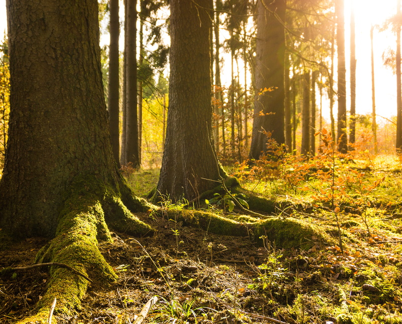 colorful, atmosphere, gold, forest, woodland, land, tranquility, bright, no people, winter, romantic, environment, cold, old tree, non-urban scene, nice weather