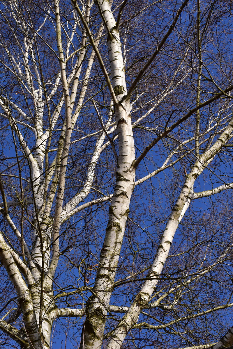 sunlight, scenics - nature, nature, white, day, sky, blue sky, tranquility, season, wood, beauty in nature, blue, tree trunk, 5K, growth, kahl, branch