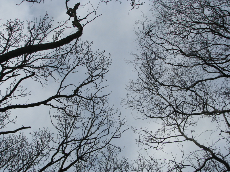 day, nature, trees, bare tree, clouds, branch, beauty in nature, forest, tranquility, tranquil scene, non-urban scene, november, blue, tree trunk, low angle view