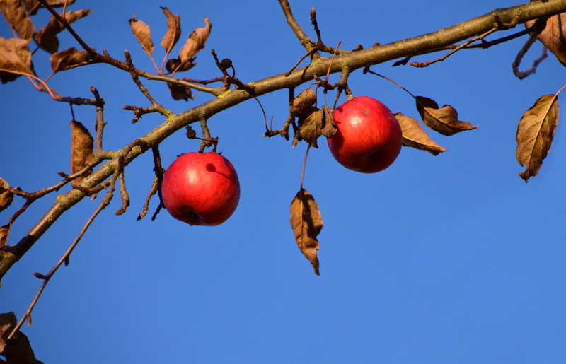 ripe, blue, sky, fruit, freshness, wellbeing, healthy eating, apple, kahl, clear sky, apple - fruit, branch, nature, red, autumn, kernobstgewaechs, day