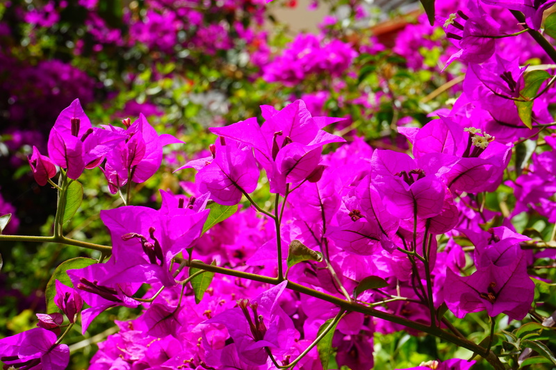 bougainville, day, spring, no people, nature, petal, kahle hook flower, focus on foreground, flower head, lilac, fragility, freshness, growth, outdoors