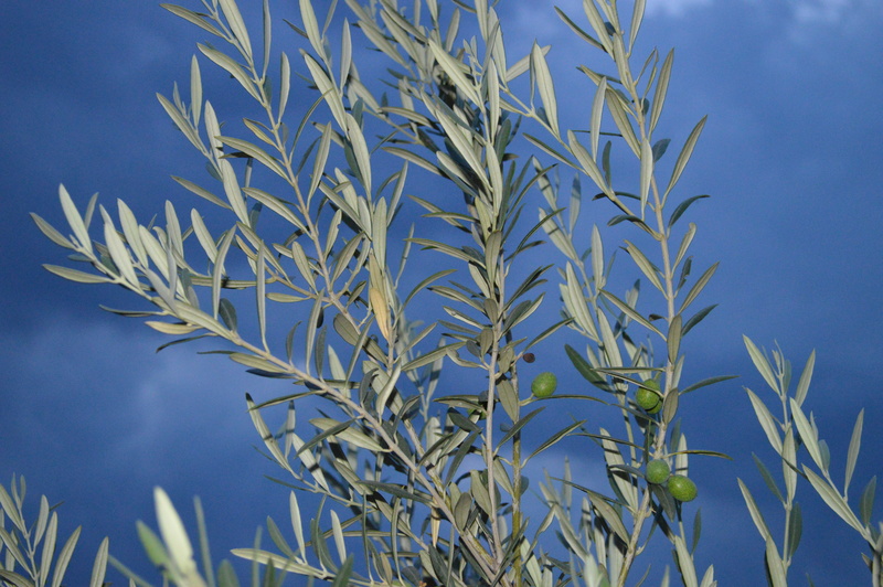 food, olive branch, landscape, close-up, food and drink, outdoors, agriculture, clear sky, land, background, 5K, branches, leaf, growth, plant part, sky