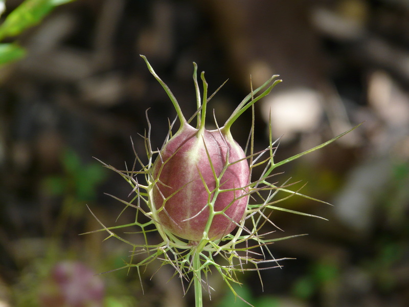 especially, pink color, day, photography, summer, close-up, close, wind loyal, bud, selective focus, food and drink, beauty in nature, an elegant, nigella damascena