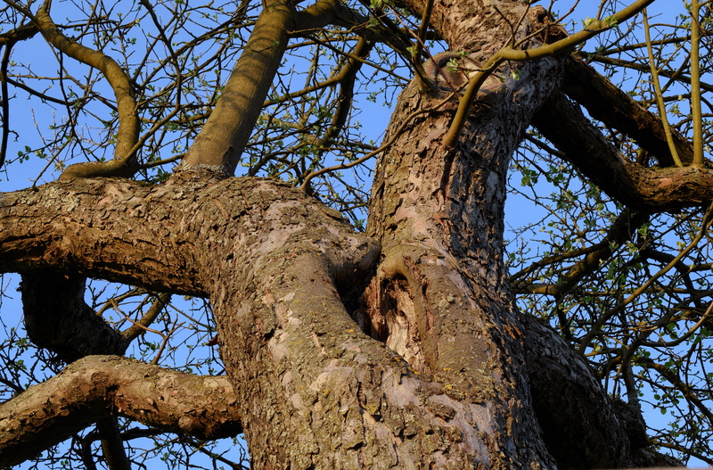 wood, clear sky, low angle view, spring, kahl, deciduous tree, old, sky, tree, crown, tree trunk, moss, sunlight, beauty in nature, tranquility, log, tribe
