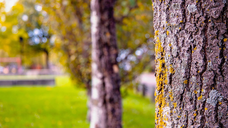 calm, tree, morning, atmosphere, land, park, day, agriculture, nature, grass, tranquility, field, mood, beauty in nature, green color, outdoors, 2K, green